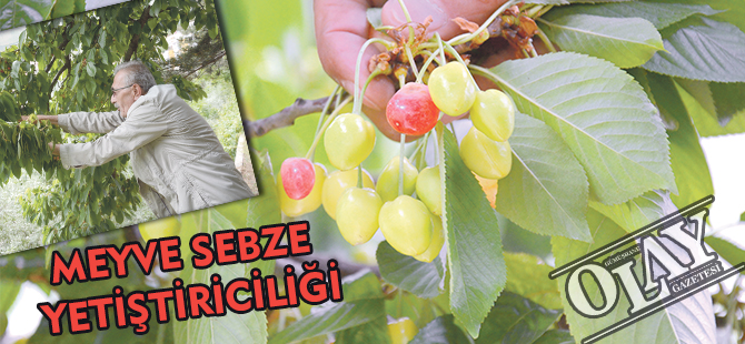 GÜMÜŞHANE’DE MEYVE VE SEBZE YETİŞTİRİCİLİĞİ