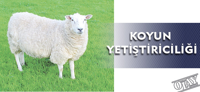 KOYUN YETİŞTİRİCİLİĞİ