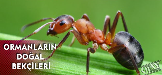 ORMANLARIN DOĞAL BEKÇİLERİ