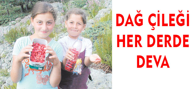 DAĞ ÇİLEĞİ HER DERDE DEVA