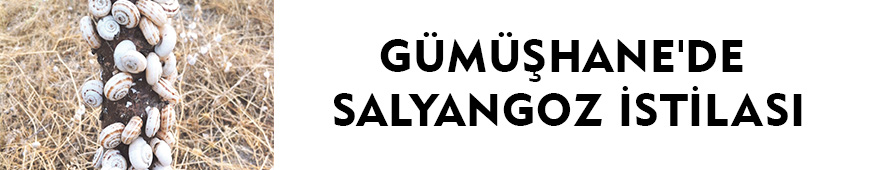 GÜMÜŞHANE'DE SALYANGOZ İSTİLASI