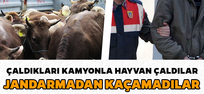 ÇALDIKLARI KAMYONLA HAYVAN ÇALDILAR, JANDARMADAN KAÇAMADILAR