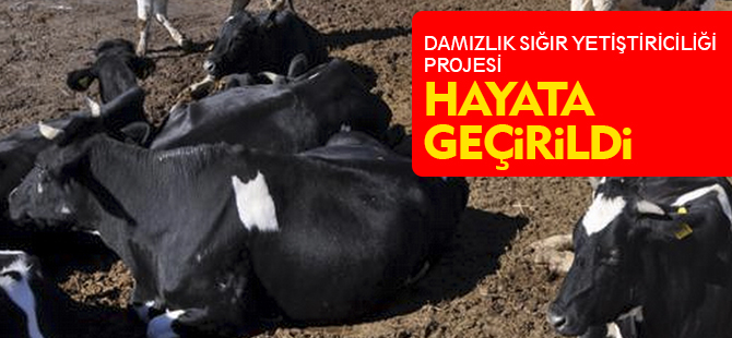 DAMIZLIK SIĞIR YETİŞTİRİCİLİĞİ PROJESİ HAYATA GEÇİRİLDİ