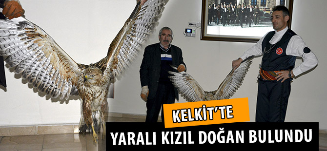 KELKİT’TE YARALI KIZIL DOĞAN BULUNDU