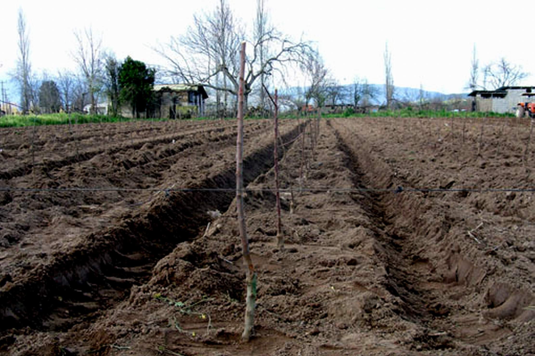 Sertifikalı Fidan Desteği Başvuruları Başladı