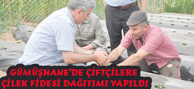 GÜMÜŞHANE’DE ÇİFTÇİLERE ÇİLEK FİDESİ DAĞITIMI YAPILDI