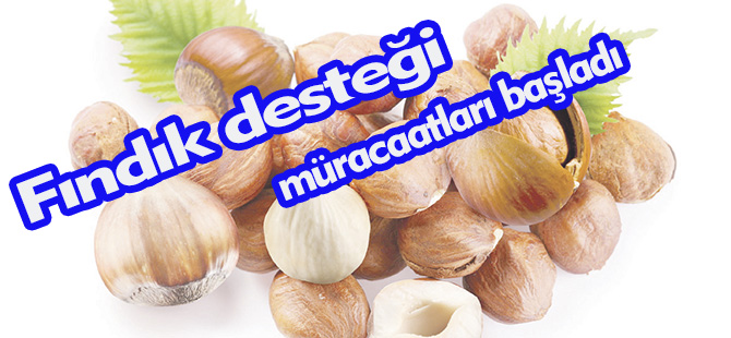 Fındık desteği müracaatları başladı