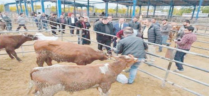 Genç Çiftçilere Hibe Hayvan Dağıtımı