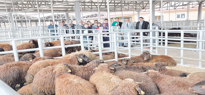 GENÇ ÇİFTÇİLERİN KOYUNLARI DAĞITILDI