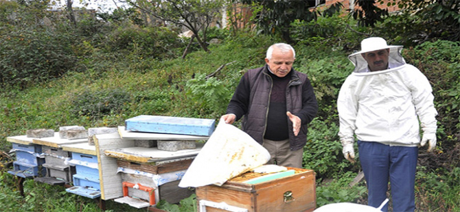 Arıcılar kış hazırlıklarını tamamladı