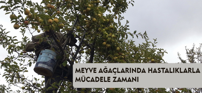 MEYVE AĞAÇLARINDA HASTALIKLARLA MÜCADELE ZAMANI