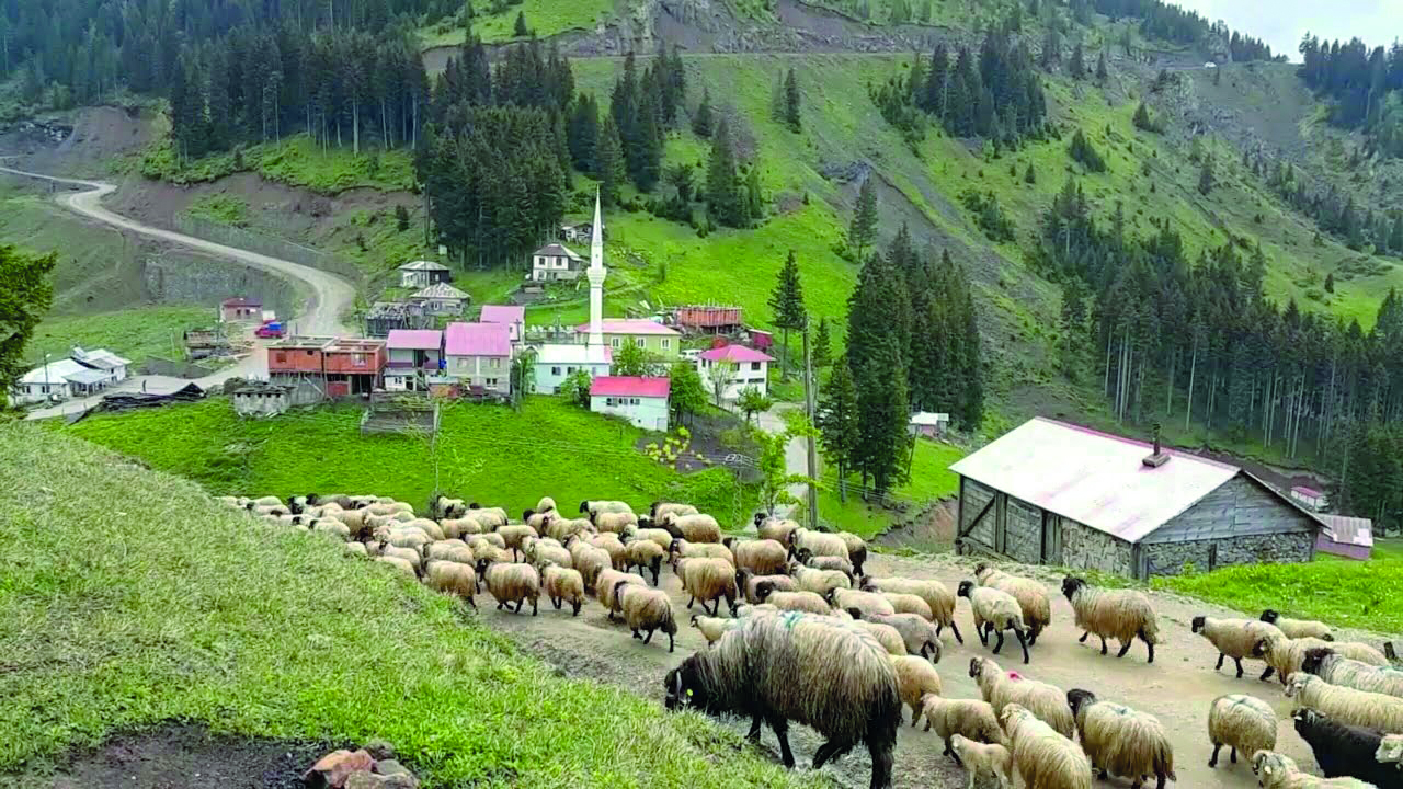 Bu Yayla Başka Yayla