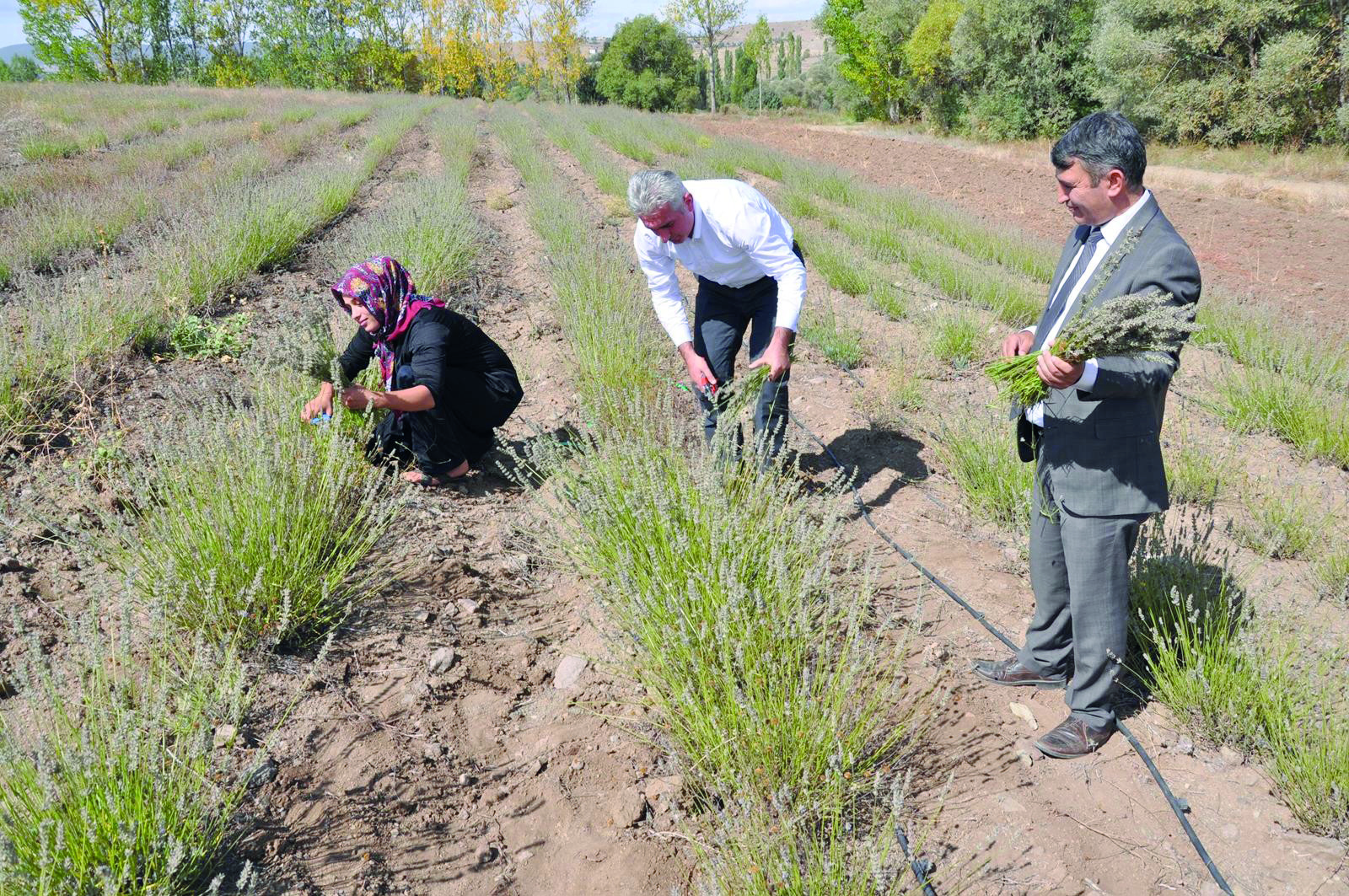 Lavanta Üreticinin Gelir Kapısı Oldu