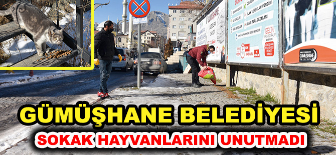 GÜMÜŞHANE BELEDİYESİ SOKAK HAYVANLARINI UNUTMADI