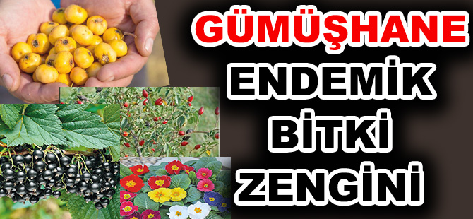 GÜMÜŞHANE ENDEMİK BİTKİ ZENGİNİ