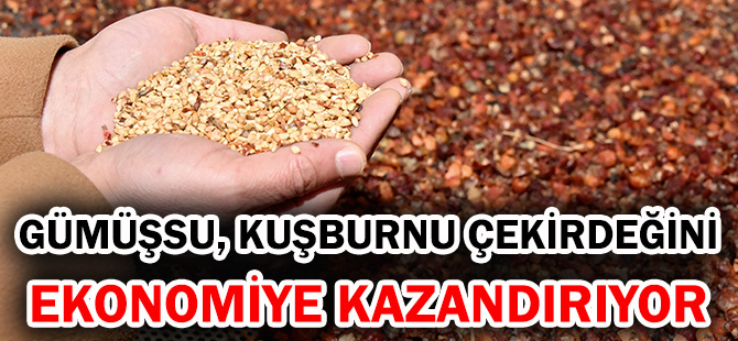 GÜMÜŞSU, KUŞBURNU ÇEKİRDEĞİNİ EKONOMİYE KAZANDIRIYOR