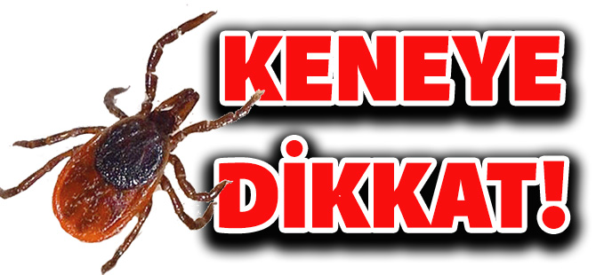 DİKKAT!.. KENE SEZONU BAŞLADI