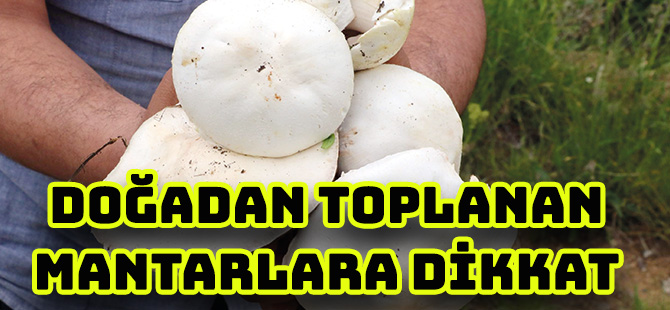 DOĞADAN TOPLANAN MANTARLARA DİKKAT