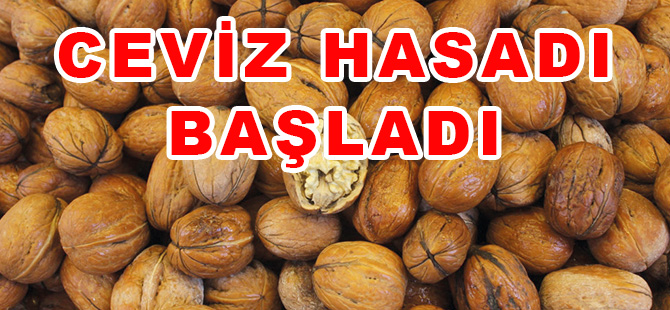 CEVİZ HASADI BAŞLADI