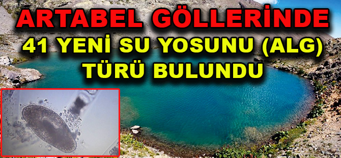 ARTABEL GÖLLERİNDE 41 YENİ SU YOSUNU (ALG) TÜRÜ BULUNDU