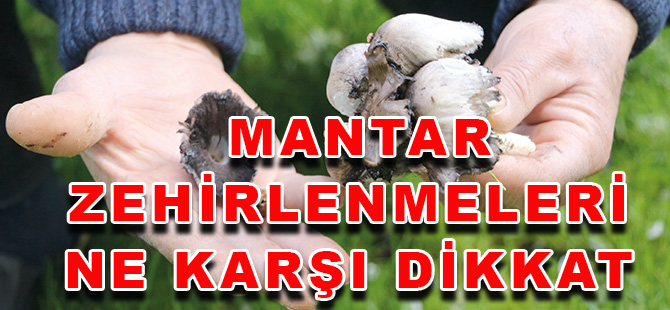 MANTAR ZEHİRLENMELERİNE KARŞI DİKKAT