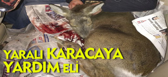 YARALI KARACAYA YARDIM ELİ