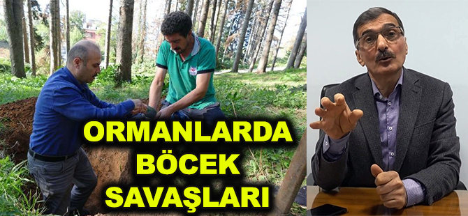 ORMANLARDA BÖCEK SAVAŞLARI