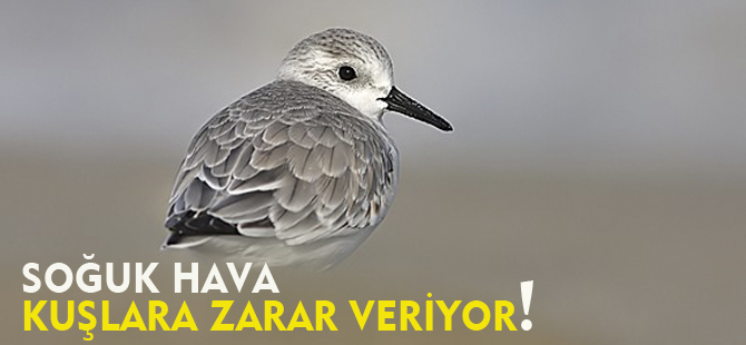 SOĞUK HAVA KUŞLARA ZARAR VERİYOR