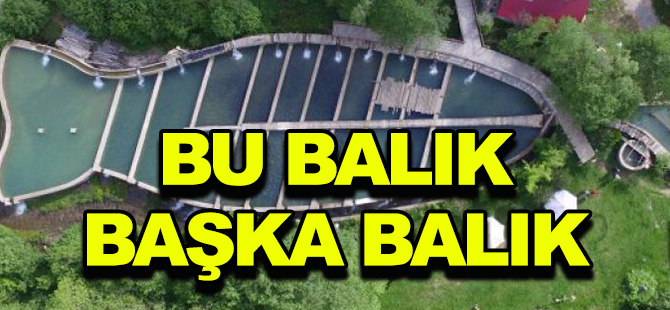 BU BALIK BAŞKA BALIK