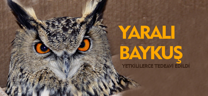 YARALI BAYKUŞ YETKİLİLERCE TEDAVİ EDİLDİ