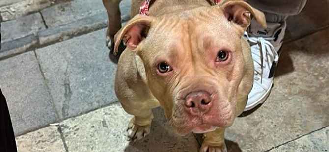 YASAKLI IRK KÖPEK GEZDİREN ŞAHSA 76 BİN TL CEZA