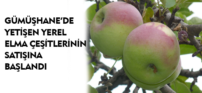 GÜMÜŞHANE’DE YETİŞEN YEREL ELMA ÇEŞİTLERİNİN SATIŞINA BAŞLANDI