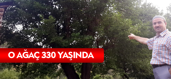 O AĞAÇ 330 YAŞINDA