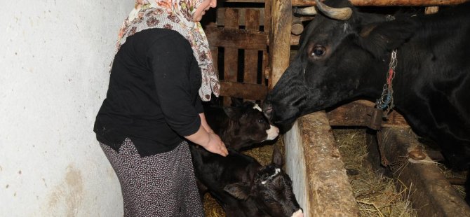 Bartın’da besicinin ikiz buzağı sevinci