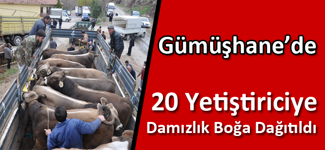 Gümüşhane’de 20 Yetiştiriciye Damızlık Boğa Dağıtıldı