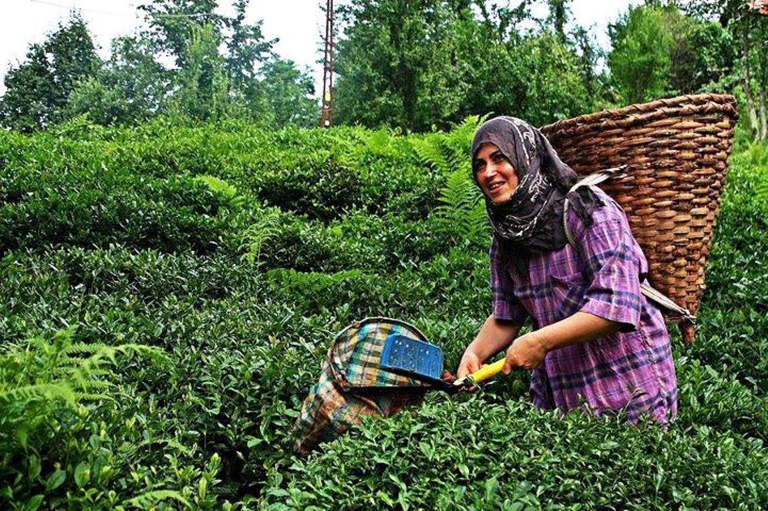 TRABZON’DAKİ ÇAYKUR FABRİKALARI’NA ALINACAK 783 MEVSİMLİK İŞÇİ İÇİN İŞKUR’A BAŞVURULAR BAŞLADI