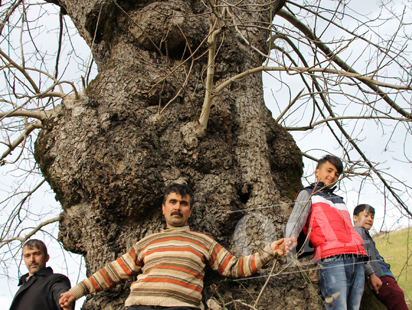 GİRESUN'DA ASIRLIK CEVİZ AĞACI ZAMANA MEYDAN OKUYOR