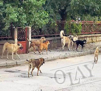 FATSA’DA SOKAK HAYVANLARI PROJESİ HAYATA GEÇİYOR