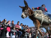 ÇOCUKLAR EŞEĞE TERS BİNEREK YARIŞTI