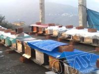 GİRESUN’DA ARI HIRSIZLIĞI ARTTI