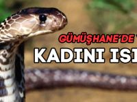 GÜMÜŞHANE'DE YILAN KADINI ISIRDI