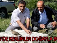 KÜRTÜN’DE KEKLİKLER DOĞAYLA BULUŞTU