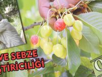 GÜMÜŞHANE’DE MEYVE VE SEBZE YETİŞTİRİCİLİĞİ