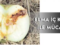 ELMA İÇ KURDU İLE MÜCADELE