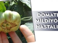 DOMATES MİLDİYÖSÜ HASTALIĞI