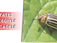 PATATES BÖCEĞİYLE MÜCADELE