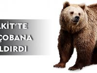 KELKİT’TE AYI ÇOBANA SALDIRDI