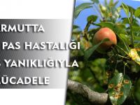 ARMUTTA MEMELİ PAS HASTALIĞI VE ATEŞ YANIKLIĞIYLA MÜCADELE