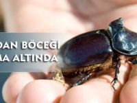 GERGEDAN BÖCEĞİNİN KORUMA ALTINA ALINMASI