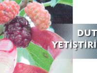 DUT YETİŞTİRİCİLİĞİ